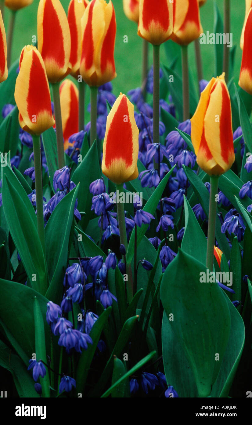 Tulips and Squill Scilla sibirica Stock Photo