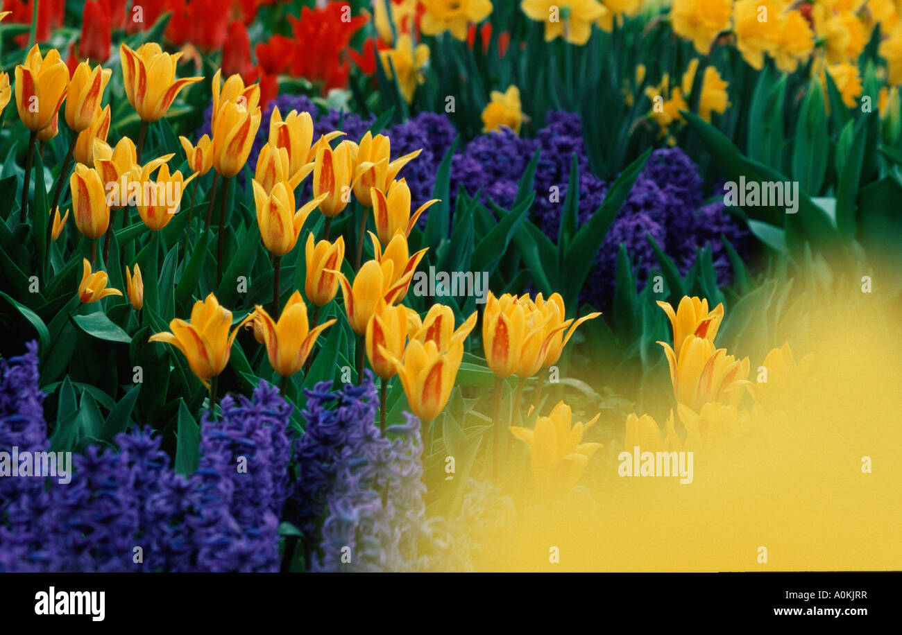 Tulips Hyacinths and Daffodils Stock Photo Alamy