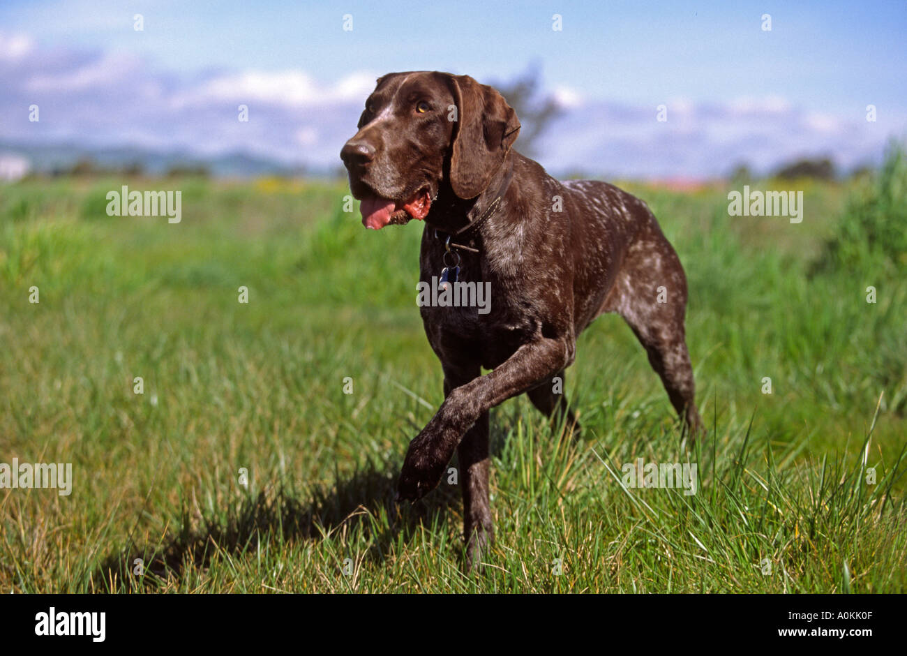 German Shorthaired Pointer dog hunting Stock Photo 3270414 Alamy
