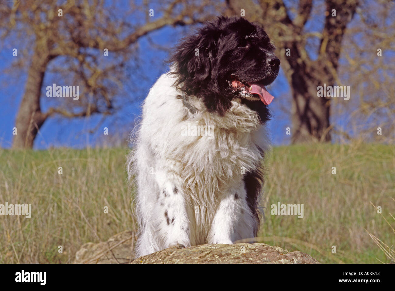 Rescue dog newfoundland swimming hi-res stock photography and images ...