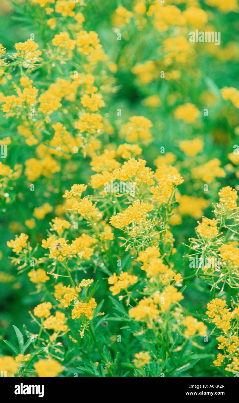 Hedge Mustard Sisymbrium officinale Stock Photo