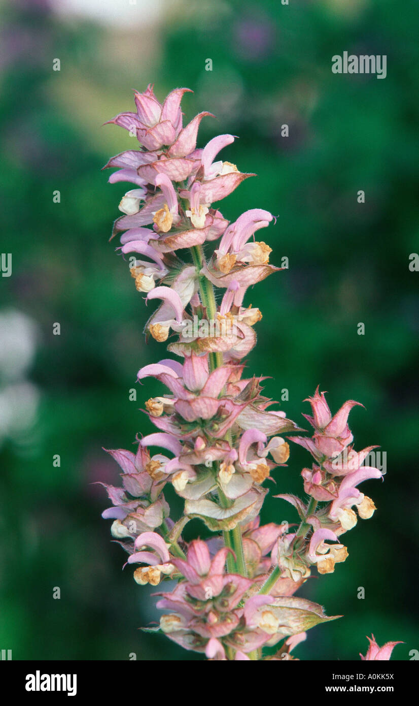 Muscatel Sage Salvia sclarea Stock Photo