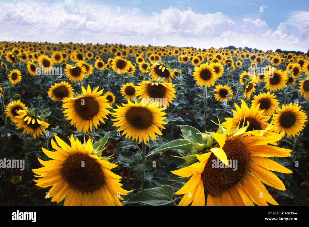 A field of sunflowers in summer in Southern France Stock Photo