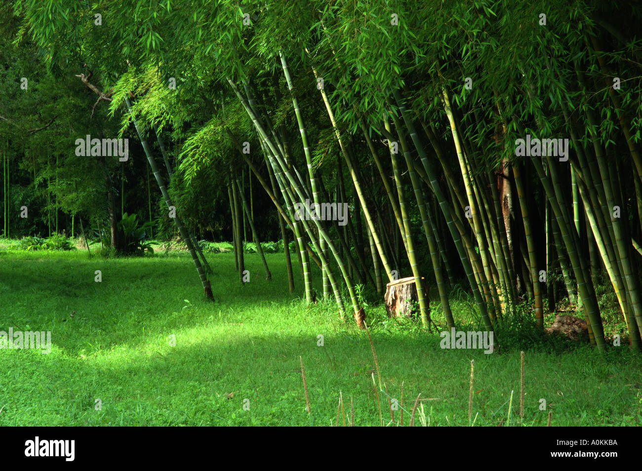 Moso Bamboo Scientific name Phyllostachys Pubescens growing in Queensland Australia dsc 9060 Stock Photo