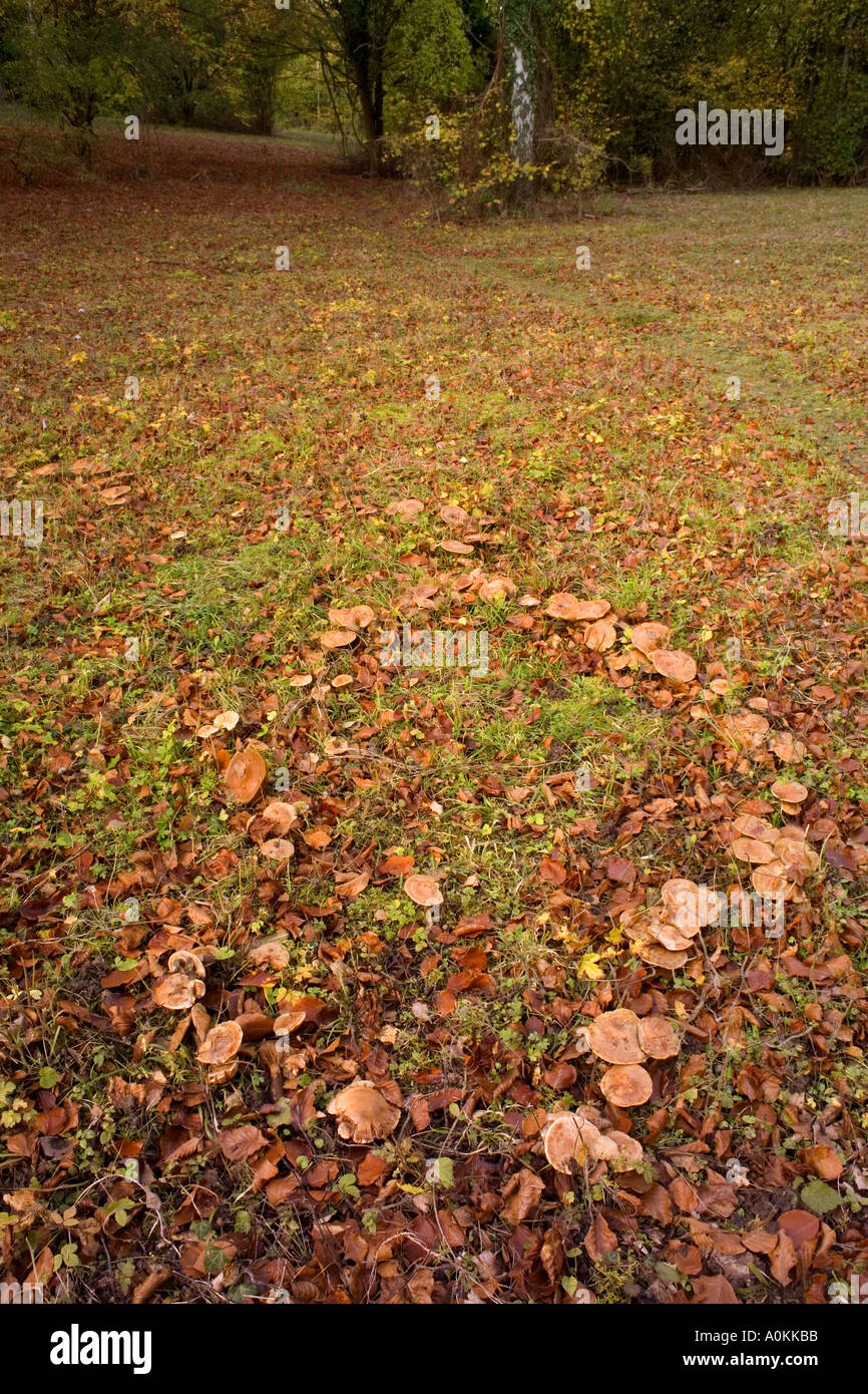 Fairy ring fungus Marasmius oreades Stock Photo Alamy