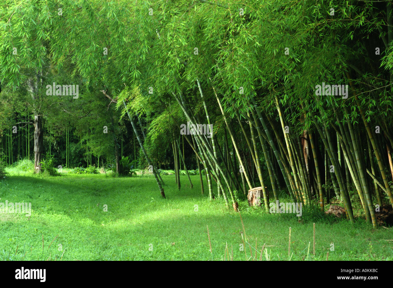 Moso Bamboo Scientific name Phyllostachys Pubescens growing in Queensland Australia dsc 9061 Stock Photo