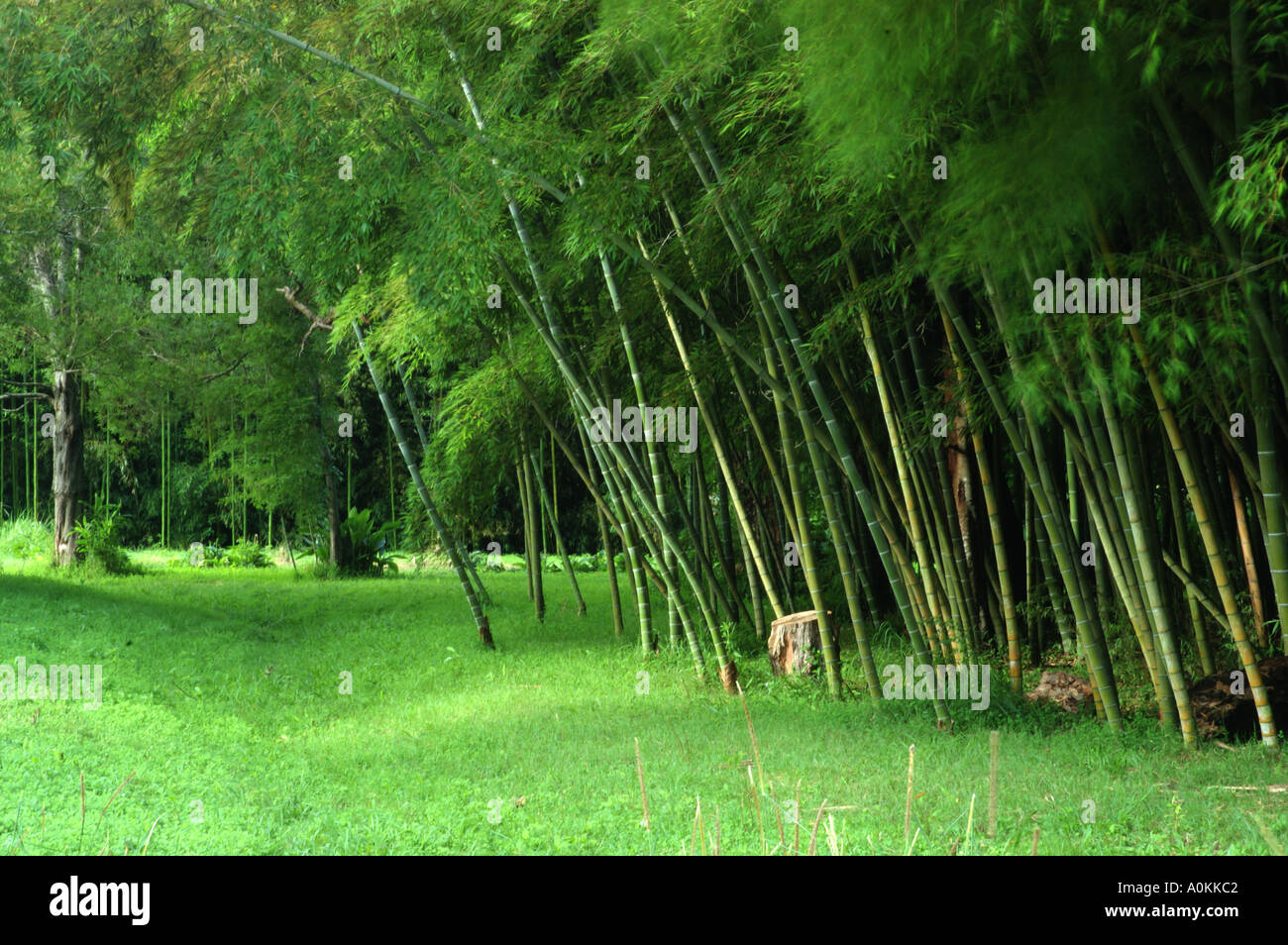 Moso Bamboo Scientific name Phyllostachys Pubescens growing in Queensland Australia dsc 9064 Stock Photo