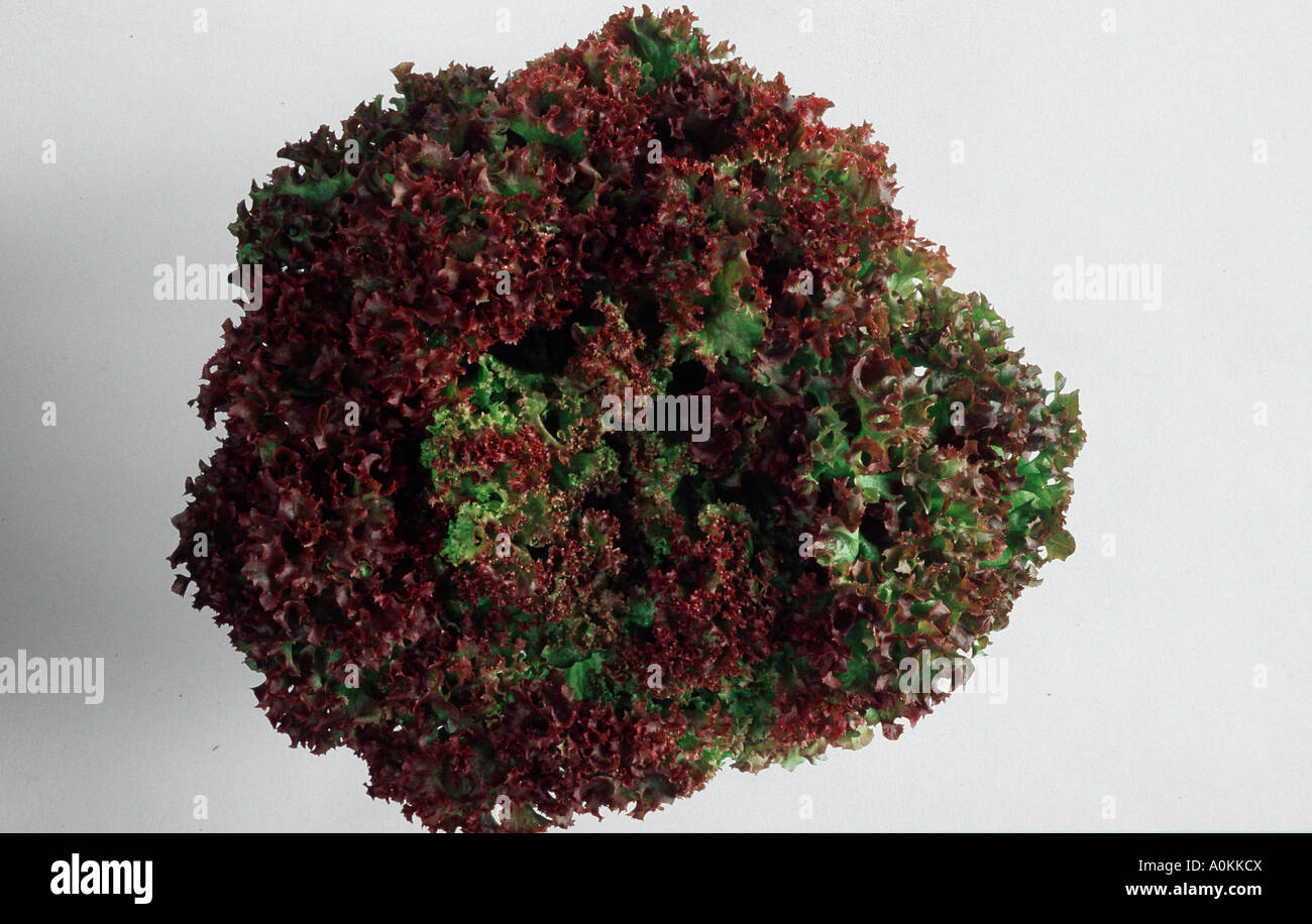 Lettuce Lollo Rosso Stock Photo