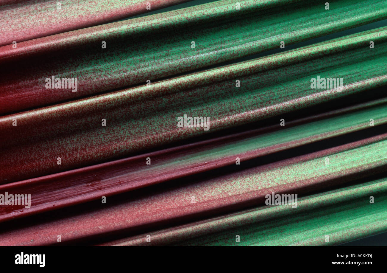 Rhubarb Rheum rhabarbarum Stock Photo - Alamy