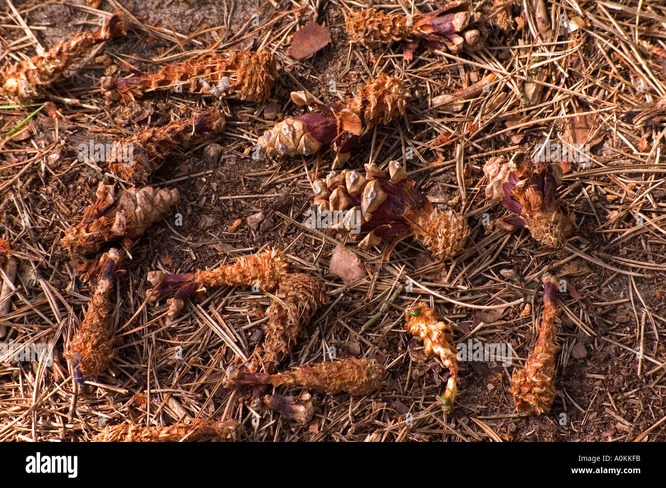 Eaten cones hires stock photography and images Alamy