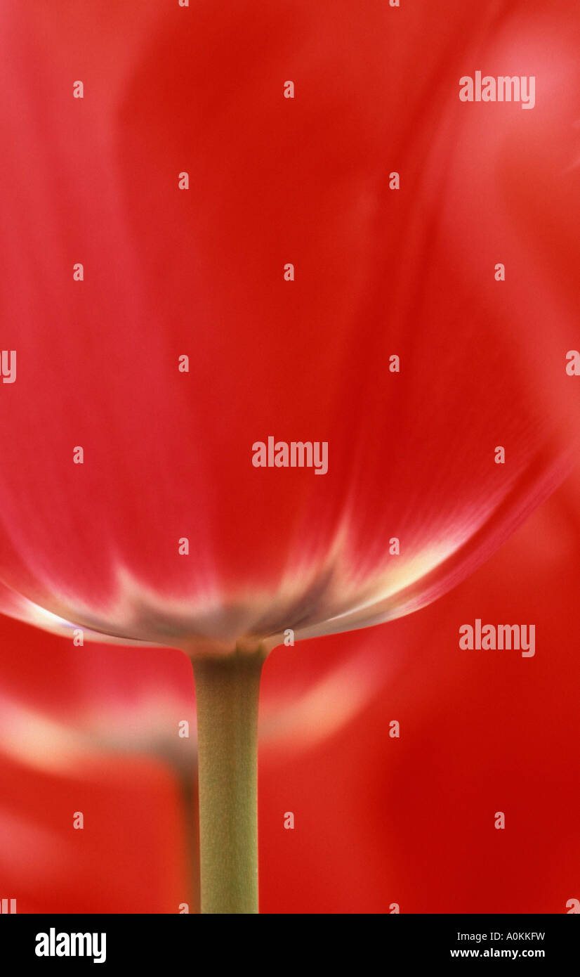 Tulip tulpe hi-res stock photography and images - Alamy