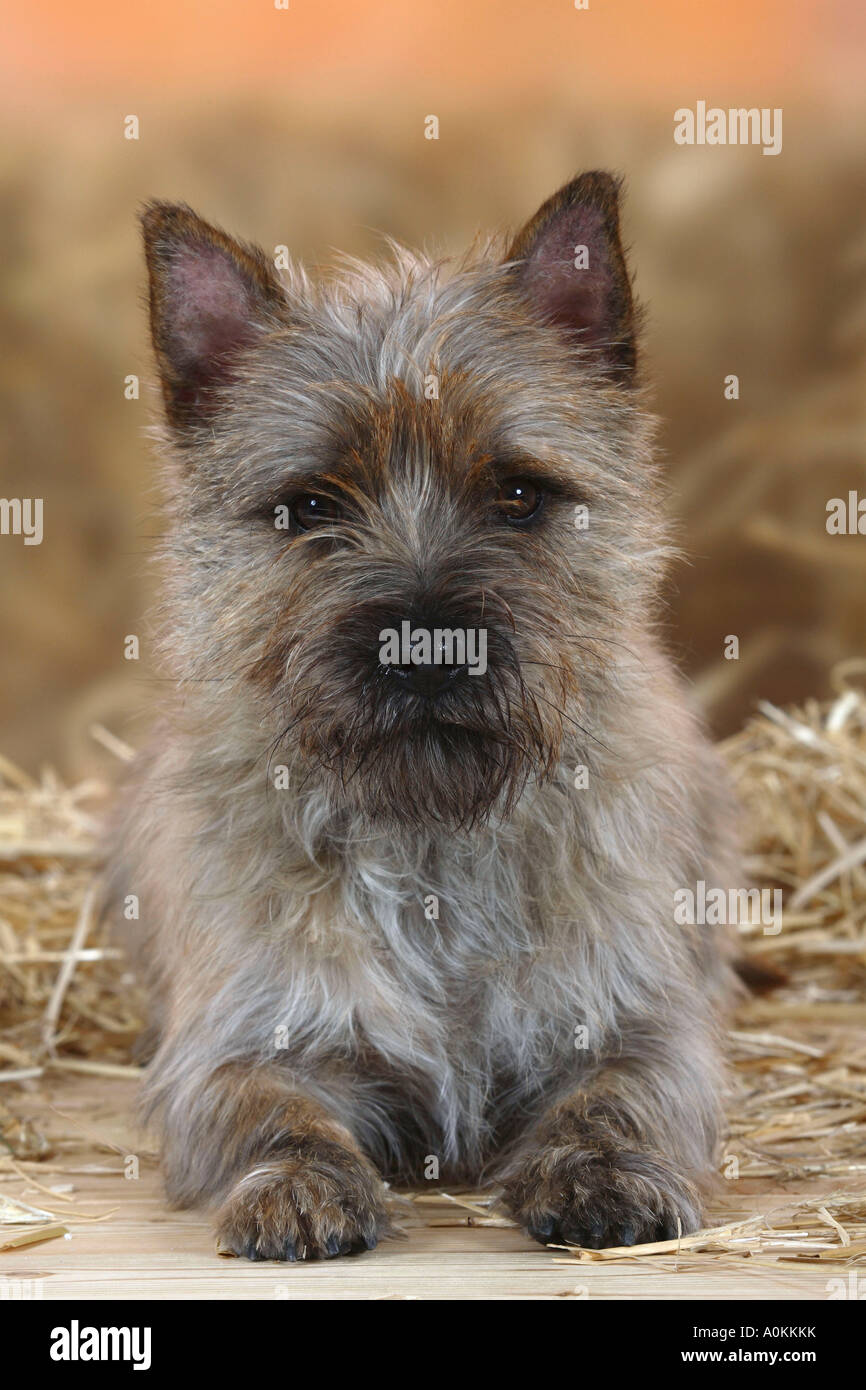 Cairn terrier dog hi res stock photography and images Page 10 Alamy