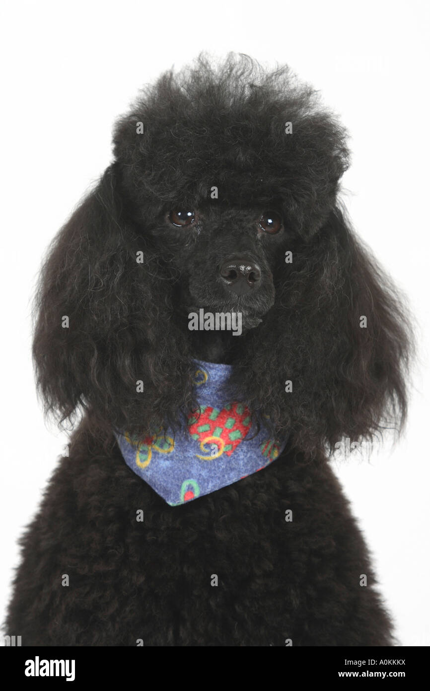 Miniature Poodle black neckerchief Stock Photo