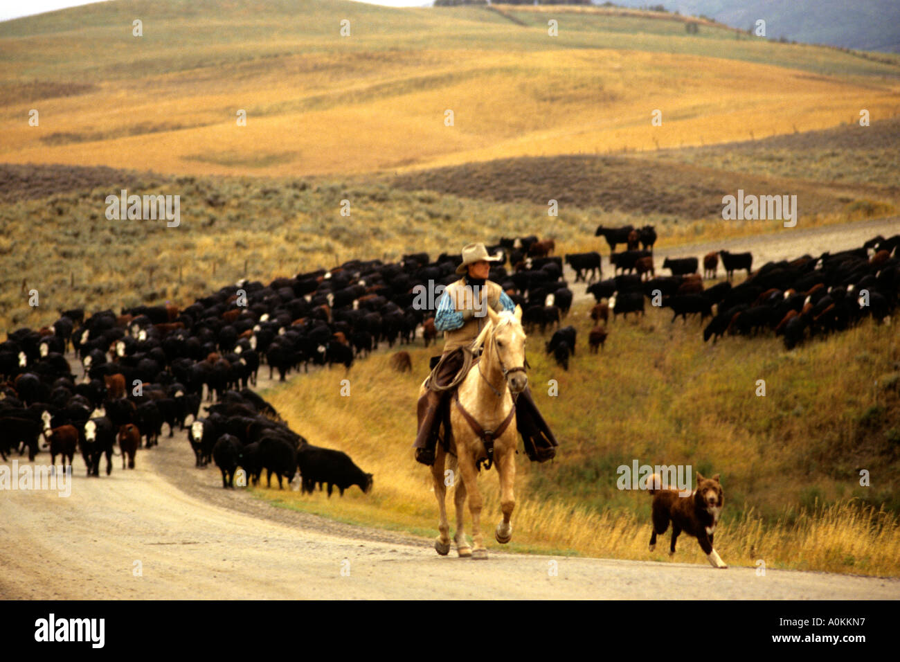 Cattle drives hi-res stock photography and images - Alamy