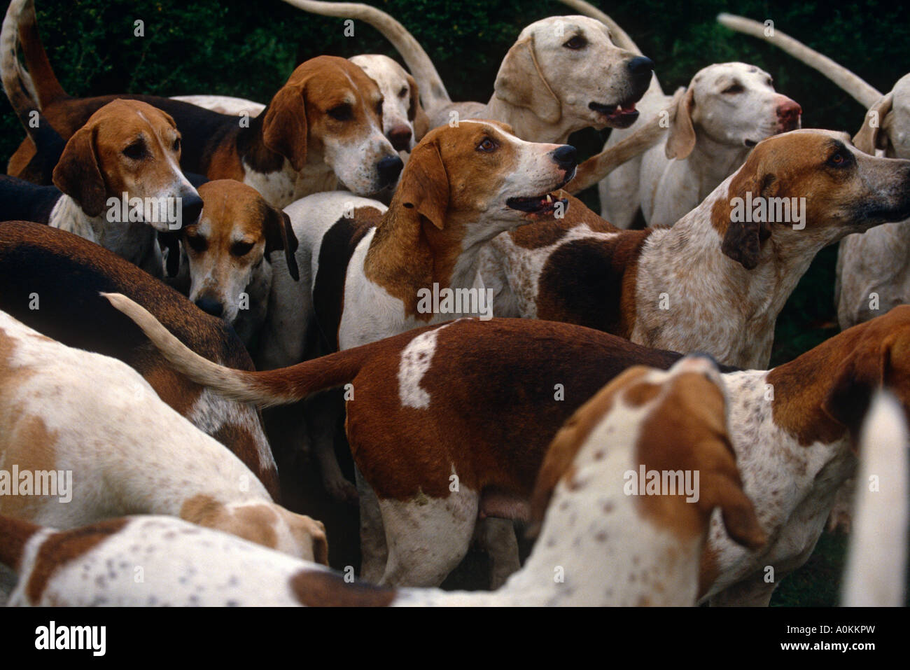 Hounds Foxhunting The Quorn hunt in Leicestershire England Stock Photo