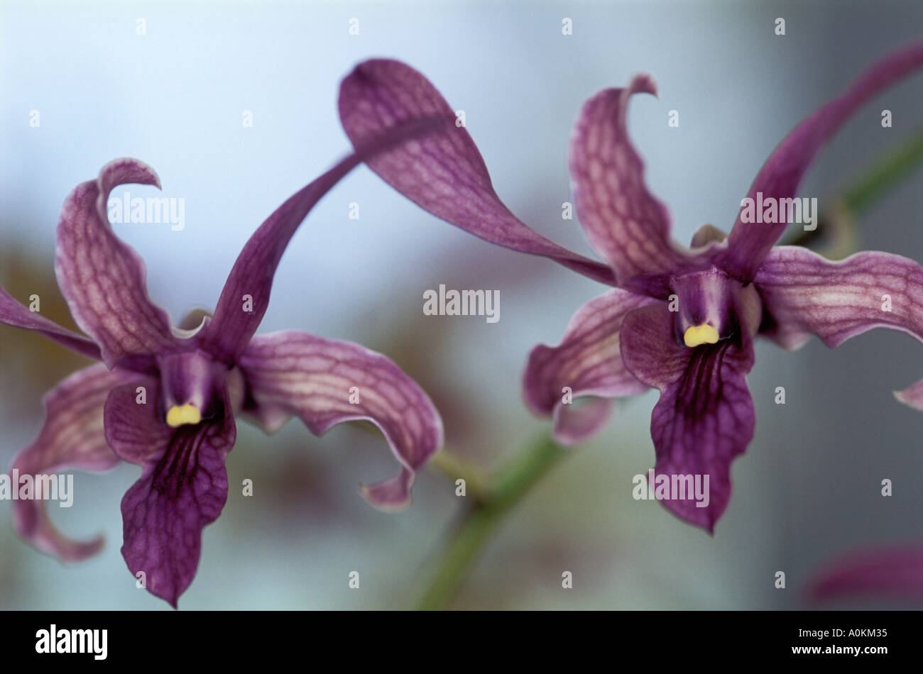Group of Two Small Burgundy Orchids Stock Photo