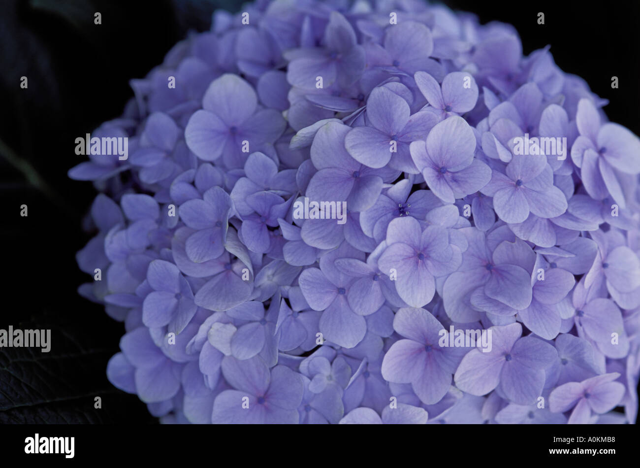 Lavender Puff Ball Flowers Stock Photo Alamy