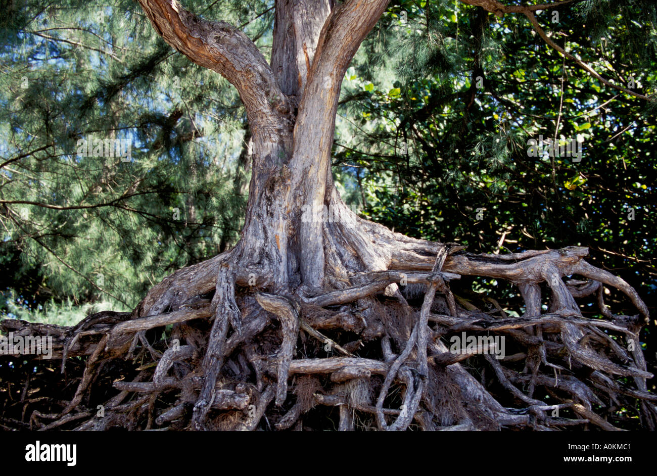 Pine Tree Roots Overhanging Erosion Along the Coast of Kauai Hawaii USA