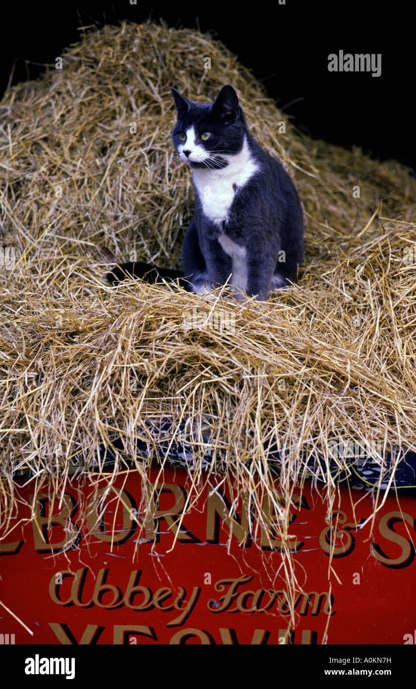 Cats black & white and ginger cat sitting on straw bales