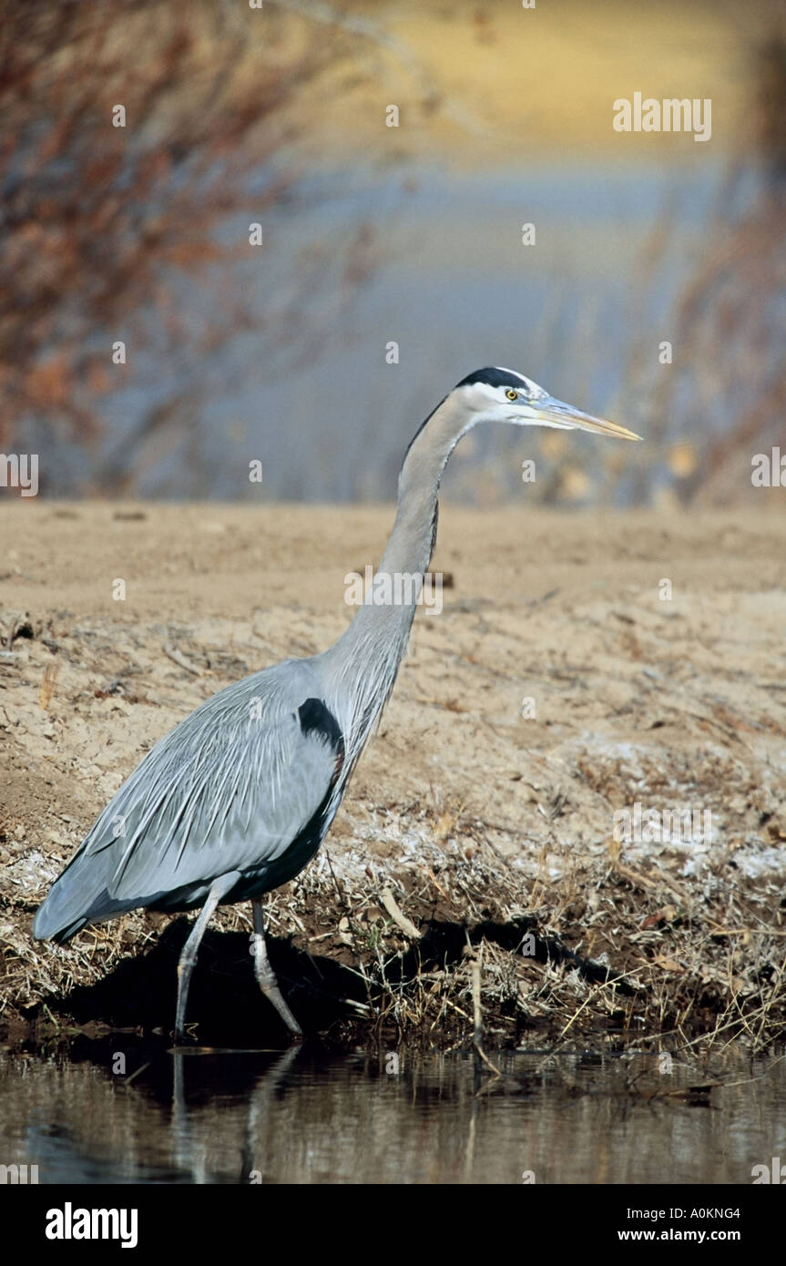 Bosque apache fishing hires stock photography and images Alamy