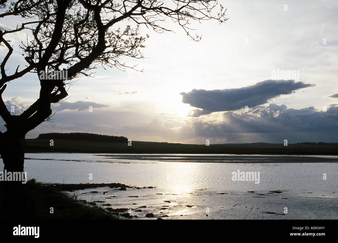 Newburgh Estuary ,Aberdeenshire sunset with solhouetted tree in foreground. Stock Photo