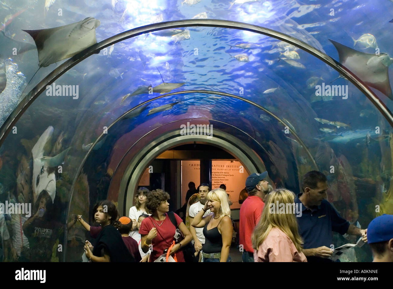 Tourists in an aquarium tunnel at the Audubon Auquarium of the Americas ...