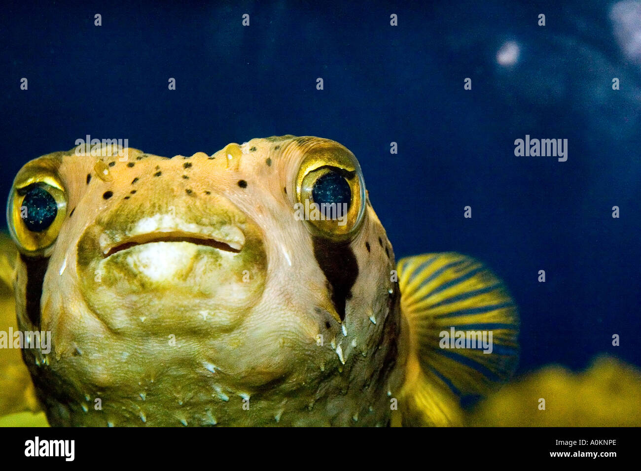Diodon holocanthus Balloonfish Stock Photo - Alamy