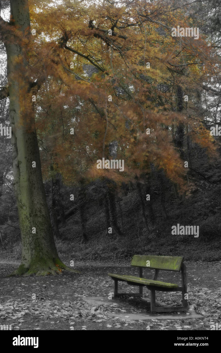Abstract image of a park bench and autumn tree with orange leaves the bench and leaves are in colour the rest is black and white Stock Photo
