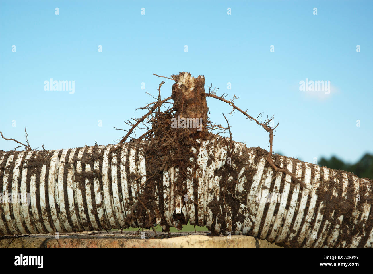 Storm Water drain pipe damaged and clogged by tree roots dsca 0008 Stock Photo Alamy