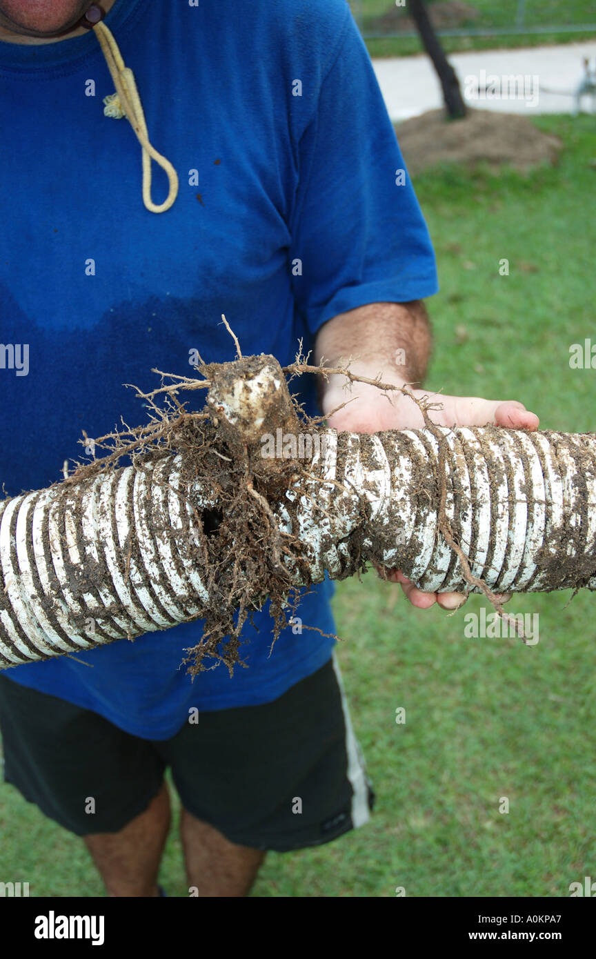 Storm Water drain pipe damaged and clogged by tree roots dsca 0020 Stock Photo Alamy