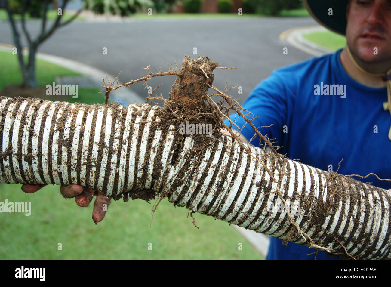 Storm Water drain pipe damaged and clogged by tree roots dsca 0026 Stock Photo Alamy