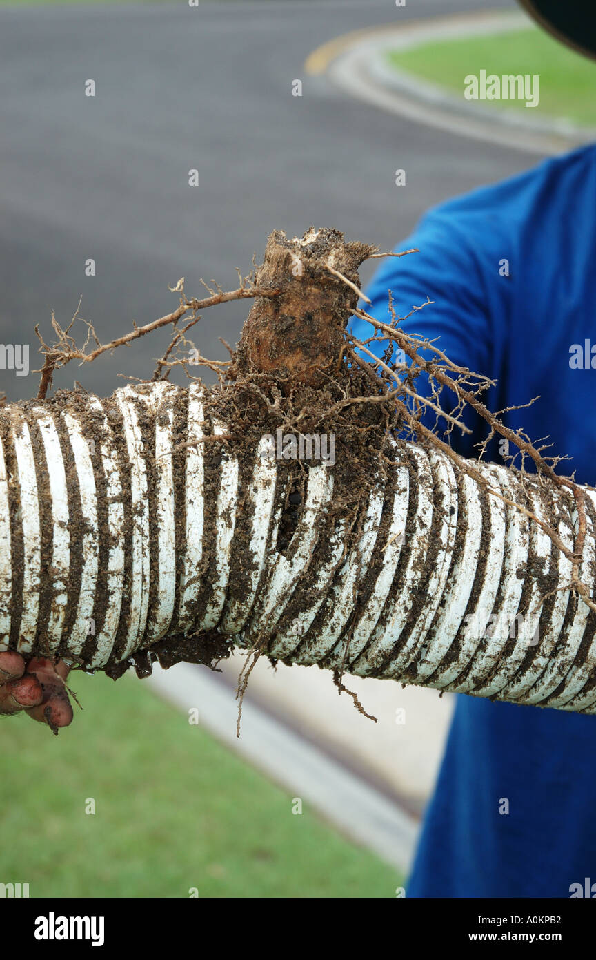 Storm Water drain pipe damaged and clogged by tree roots dsca 0030 Stock Photo Alamy