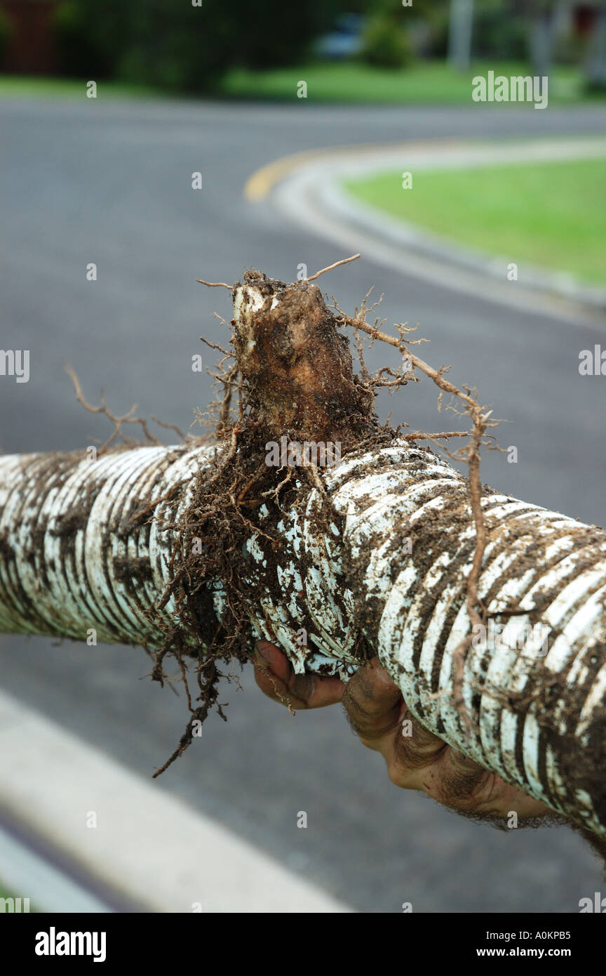 Storm Water drain pipe damaged and clogged by tree roots dsca 0032 Stock Photo Alamy