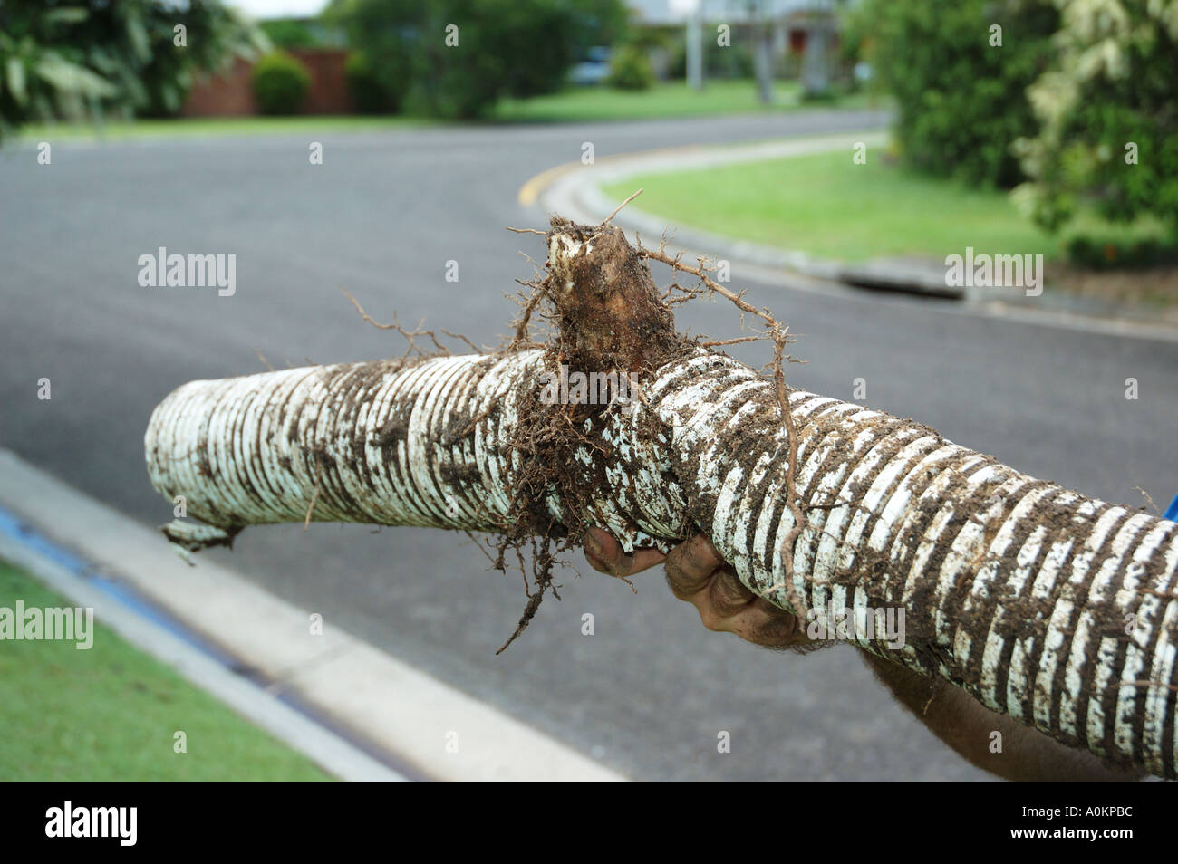 Storm Water drain pipe damaged and clogged by tree roots dsca 0038 Stock Photo Alamy