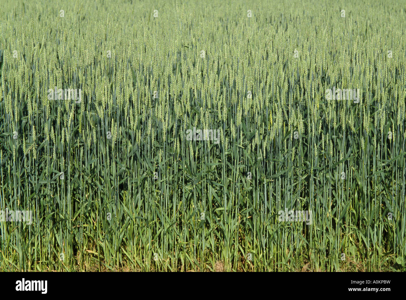 WHEAT HEADS JUST PAST BOOT STAGE ILLINOIS Stock Photo Alamy