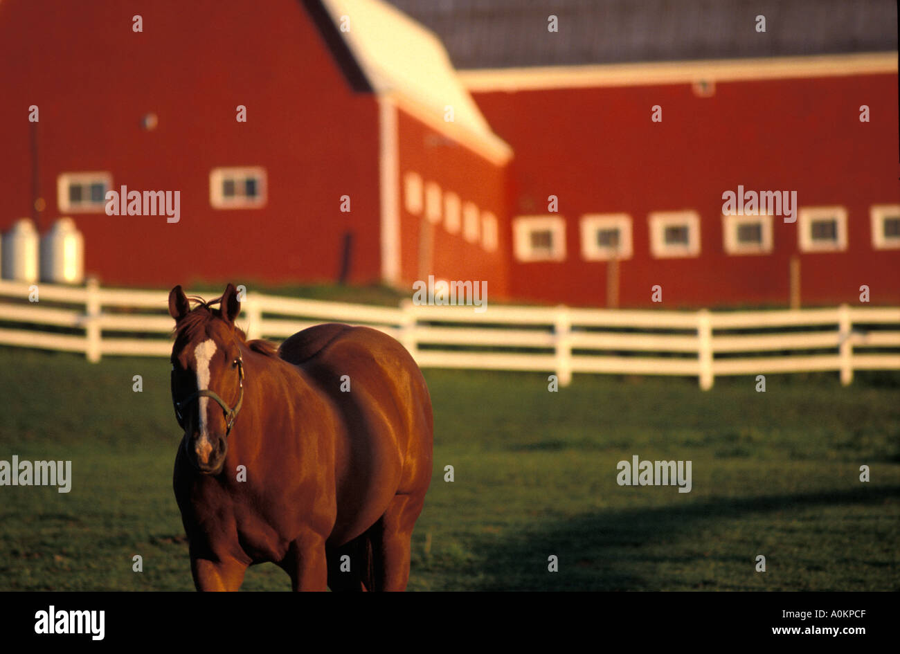 Dark brown standard bred horse at sundown against a red barn background New Brunswick Canada Stock Photo
