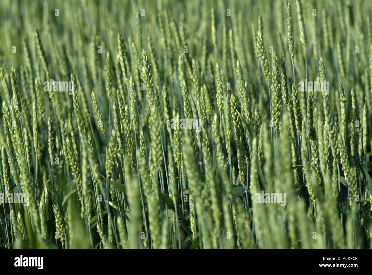 WHEAT HEADS JUST PAST BOOT STAGE ILLINOIS Stock Photo - Alamy