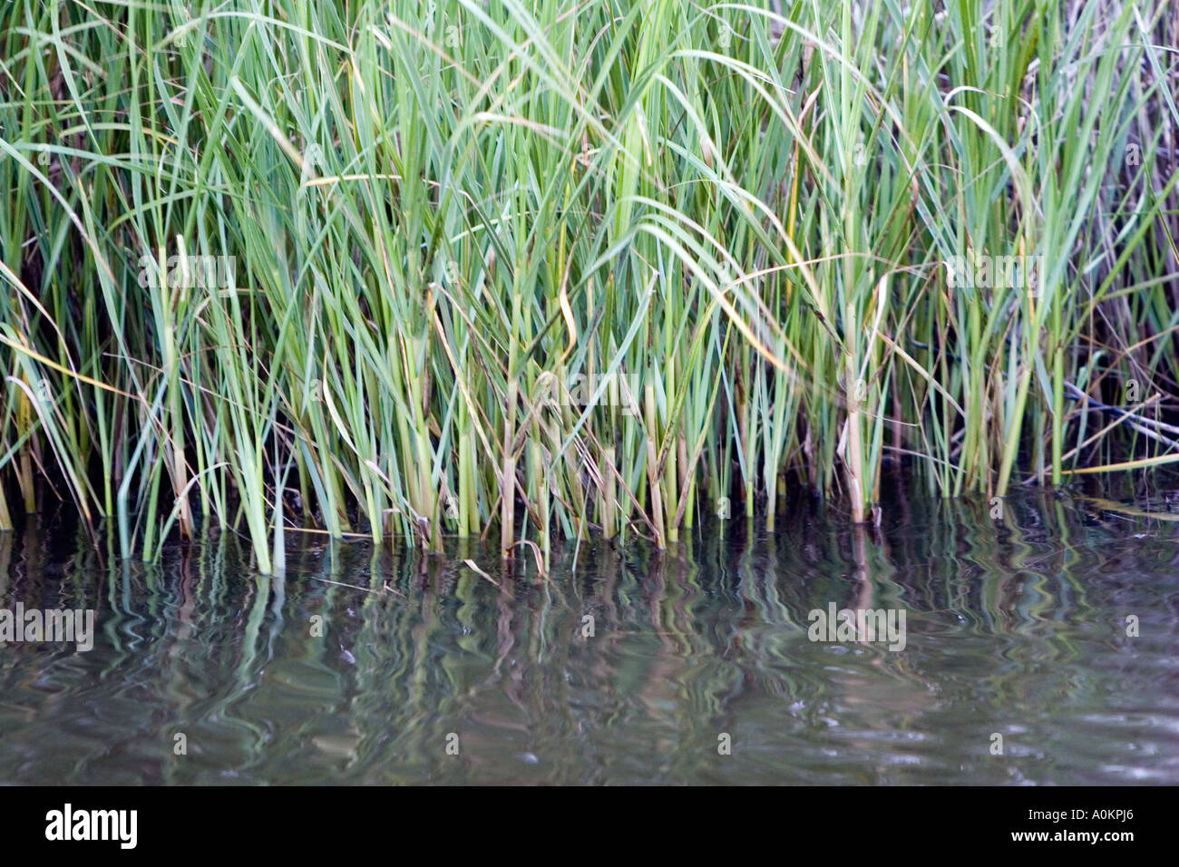 Swamp grass hi-res stock photography and images - Alamy