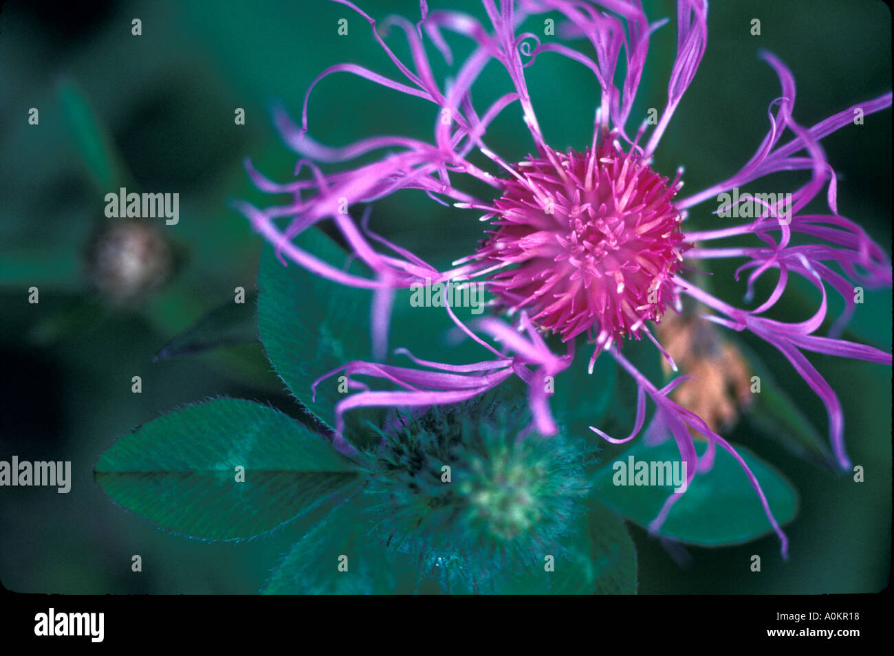Purple flower hi-res stock photography and images - Alamy