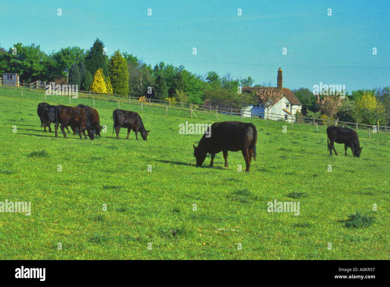 Shackleford hires stock photography and images Alamy