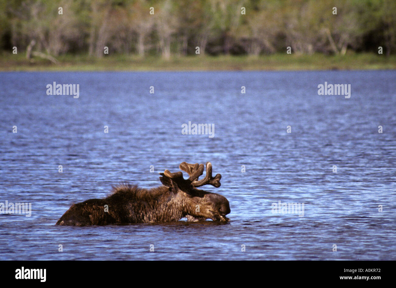 Bull Moose with full rack bull elk in Boreal Forest of Maine United ...