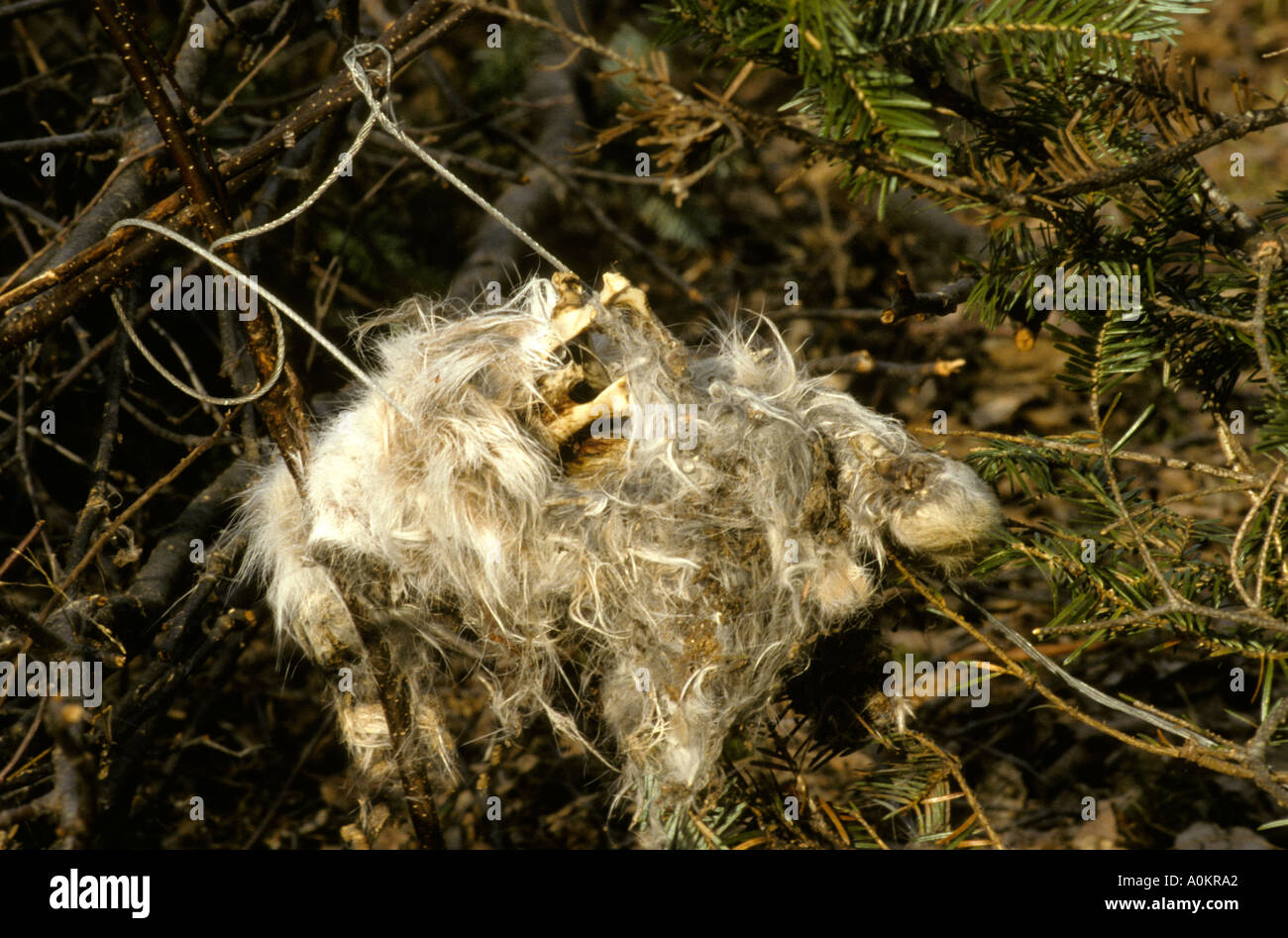 Snare trap wire snare with remains of prey that was left to die in an unattended trap New Brunswick Canada Stock Photo