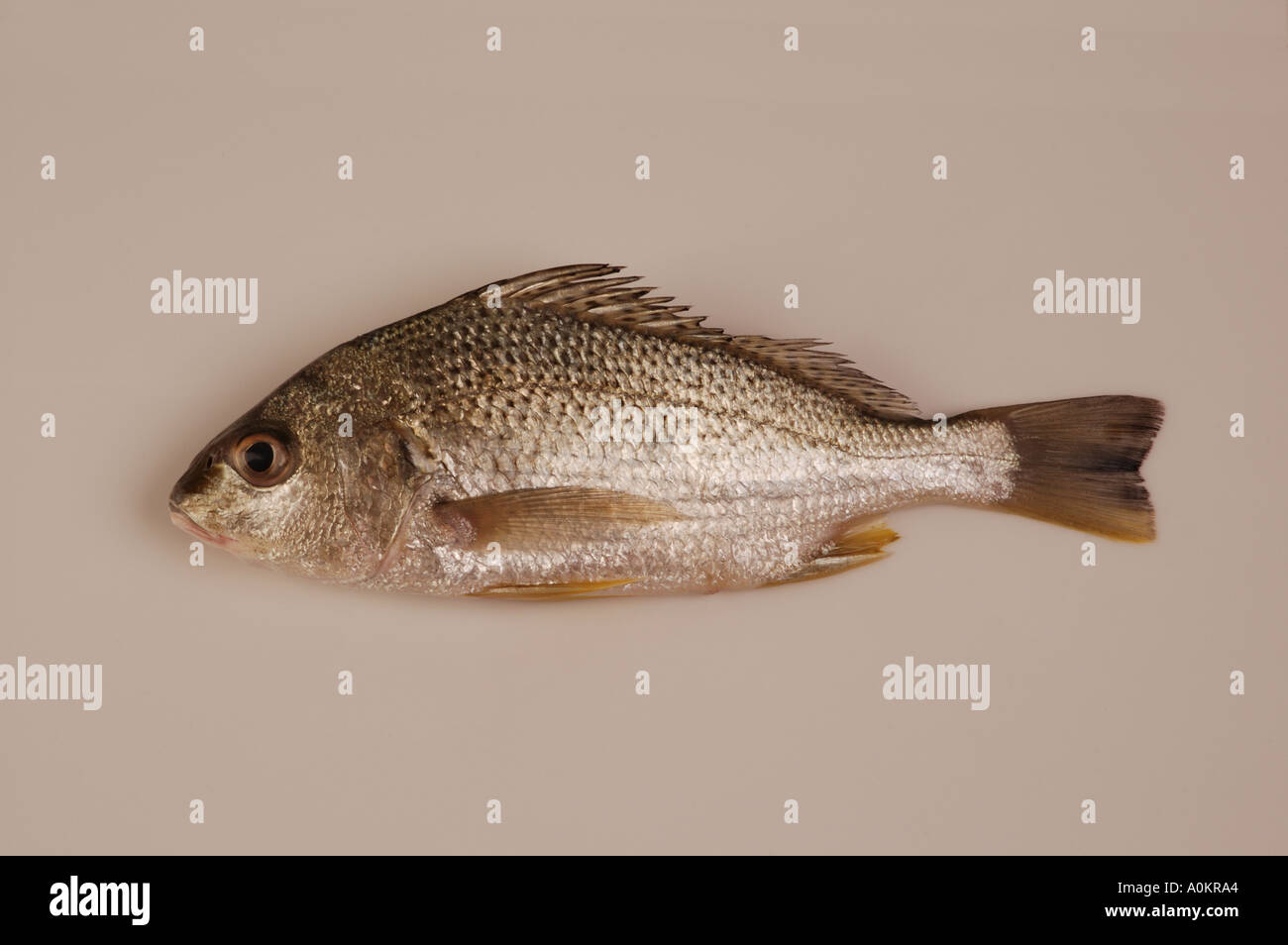 fresh whole reef fish Queensland Australia dsca 0193 Stock Photo - Alamy