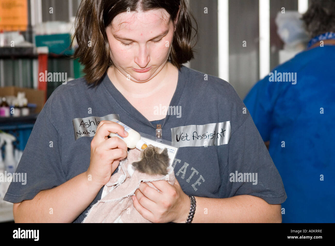 A volunteer feeds a tiny kitten in an emergency animal shelter run by Noahs Wish in Slidell Louisiana after Hurricane Katrina Stock Photo