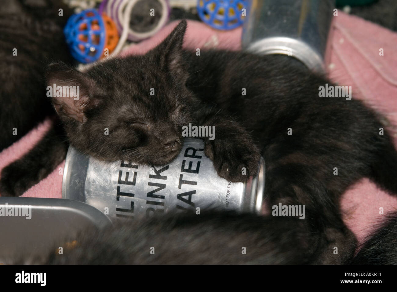 Kittens found during the aftermath of Hurricane Katrina in Slidell Louisiana Stock Photo