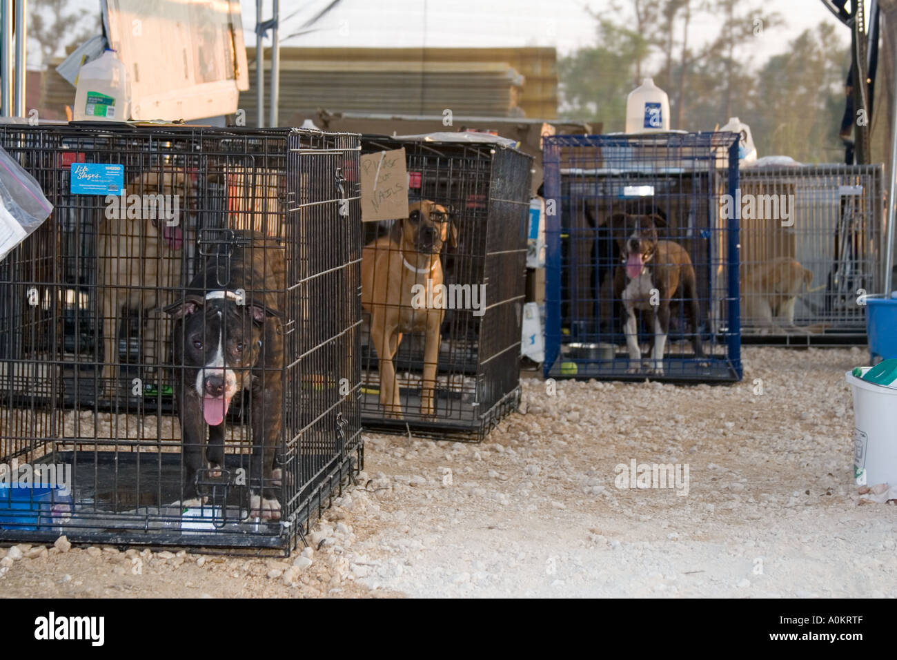 Dogs in cages in an emergency shelter ran by Noah s Wish in Slidell Louisiana during the aftermath of Hurricane Katrina Stock Photo