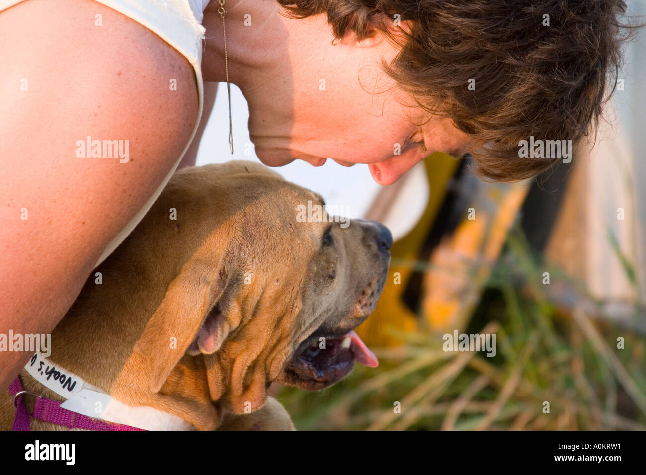 A Noah s Wish volunteer and a dog at an emergency animal shelter Stock Photo