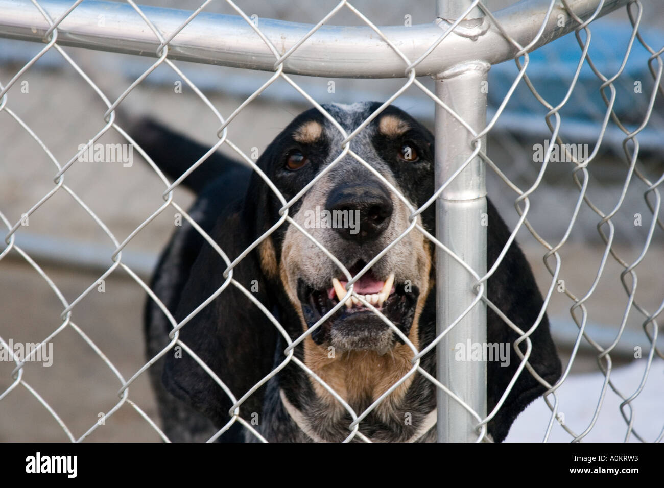 A dog eagerly waits for attention in an emergency animal shelter ran by Noah s Wish Stock Photo