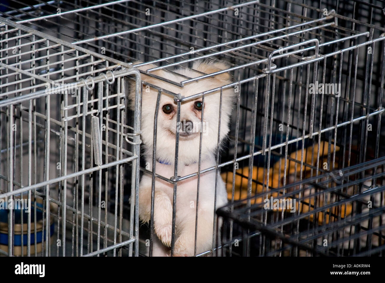 A dog in a cage eagerly awaits attention at an emergency animal shelter Stock Photo