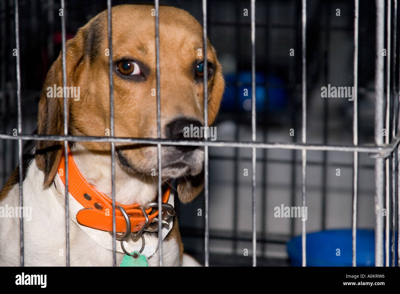 A sad looking abandoned dog looks out from his cage in an animal shelter during the aftermath of Hurricane Katrina Stock Photo